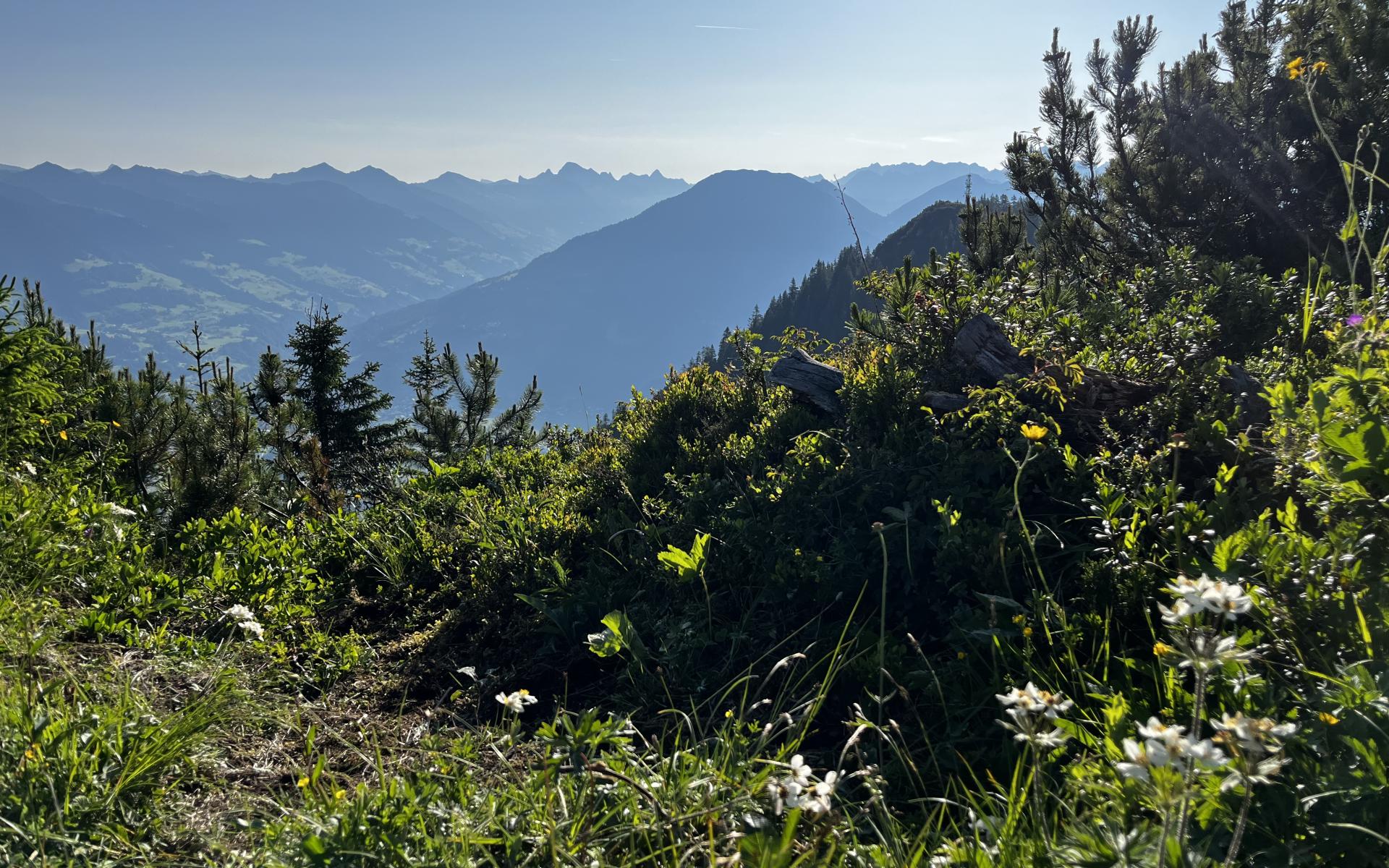 mountains flowers